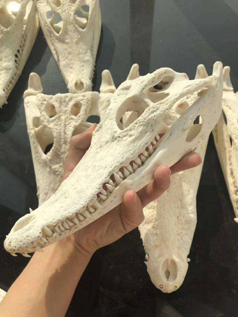 鳄鱼头骨化石.jpg