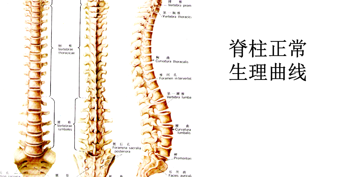 3D打印脊柱模型作为诊疗的依据,治疗患者们的严重脊柱侧弯 - 杭州博型科技有限公司